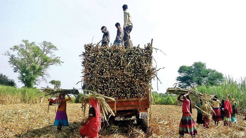 Seeman has insisted that sugarcane should also be provided on the occasion of Pongal festival