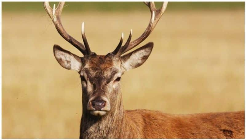 3 Arrested For Deer Poaching In Shivamogga