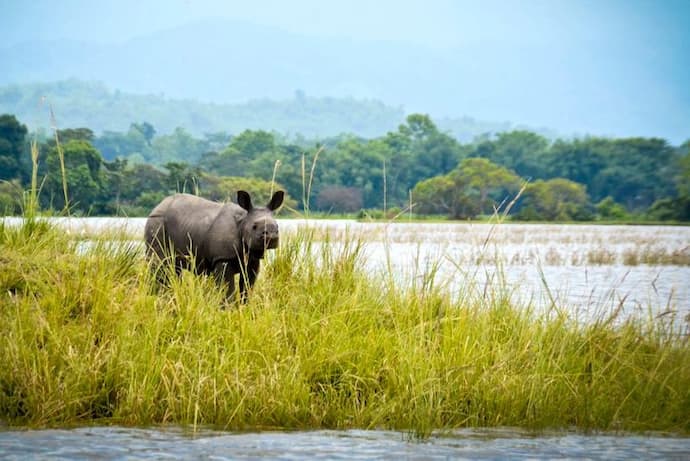 Kaziranga National Park