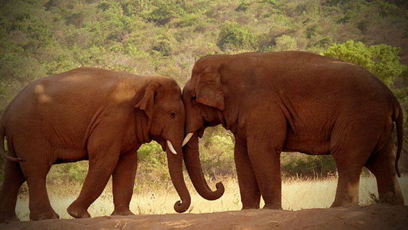 Elephants Entering in to Village Video..