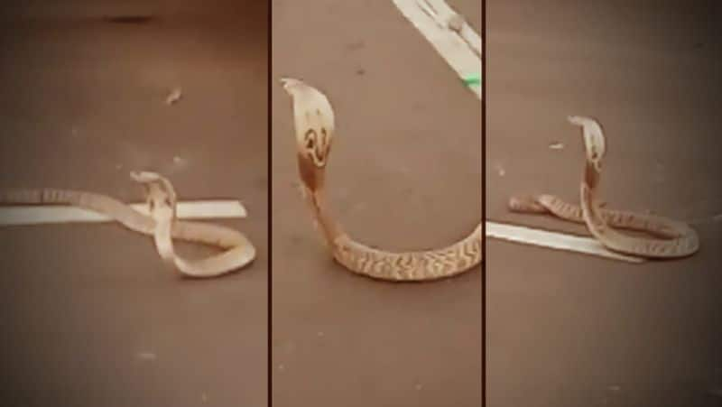 Snake on road Video..