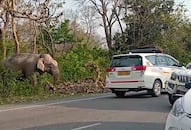 Wild elephant in saharanpur