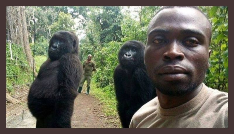 Gorillas pose for selfie with DR Congo anti poaching unit