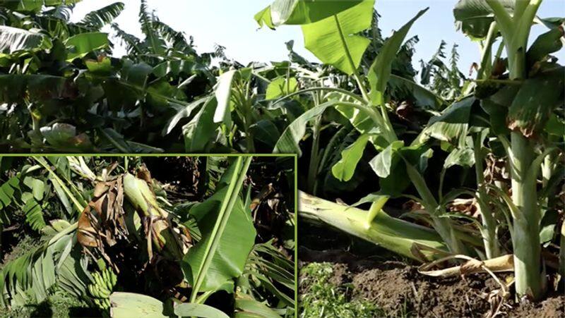 Banana Tree Damage video..