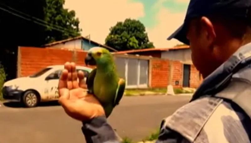 Smuggler's parrot arrested for tipping off Police during raid