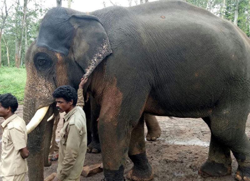 captive elephants law kerala chief wild life warden