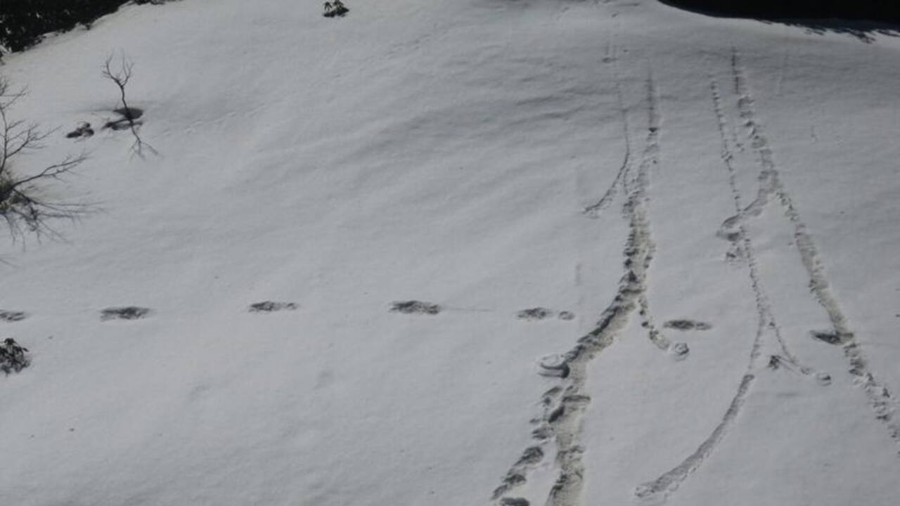 भारतीय सेना ने सबूतों के साथ किया हिममानव 'येती' की मौजूदगी का दावा