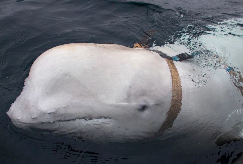 Norway finds Russian spy whale off Arctic coast