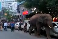 Wild elephant terrorises in Guwahati city