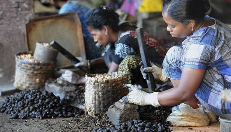 import of low quality cashew from Africa, create issues in domestic producers