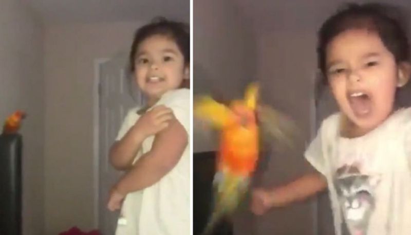 Girl Trains Pet Bird To Attack Whoever She Wants video goes viral