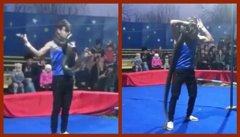 Circus snake trainer is strangled 'to death' by a constrictor during performance in front of horrified families