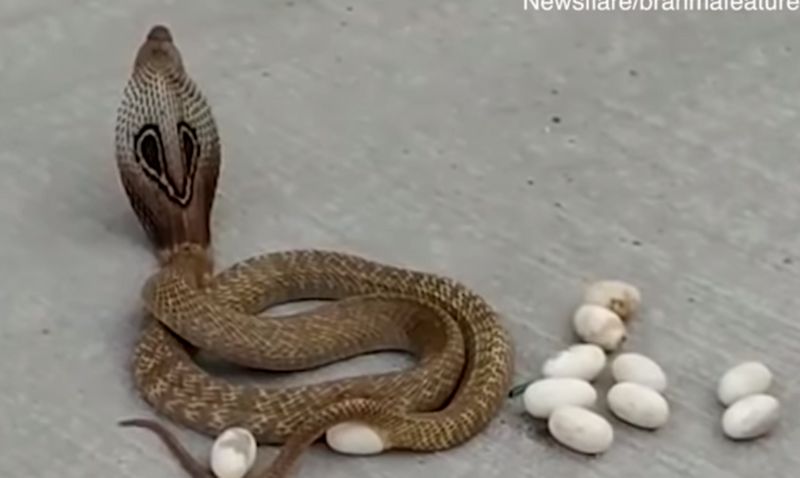 Cobra lays 14 eggs in the middle of a street after scared local drives it out of his home in India