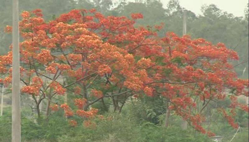 Gul Mohur Trees In The Streets of Bagalkot