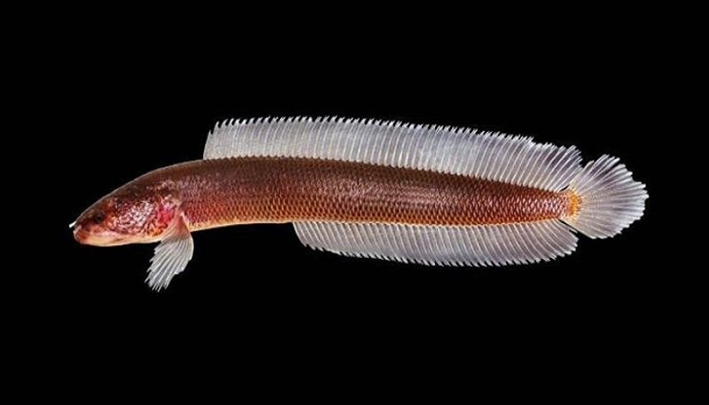 A new Fish Species named Gollum discovered from Kerala Paddy