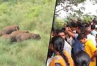 Andhra Pradesh Jumbos give sleepless nights Srikakulam natives