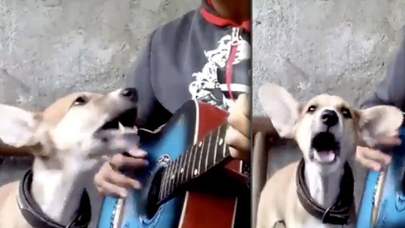 Dog Singing a Song..! Viral Video..