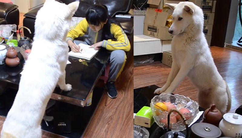 father trained pet dog to watch his daughter doing her homework