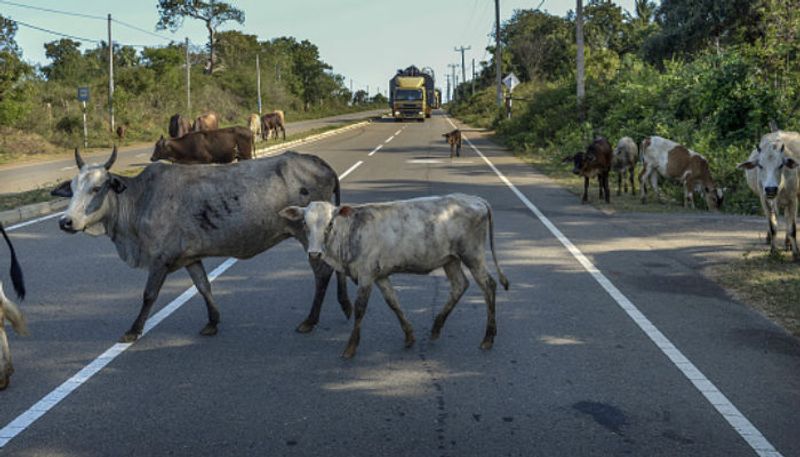 Chikkamagaluru Police Save cow from cattle thief