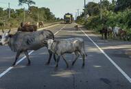 BSF apprehends two cattle smugglers with six cattle along India Bangladesh border