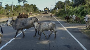 BSF apprehends two cattle smugglers with six cattle along India Bangladesh border