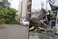 Karnataka: Heavy rains uproot trees, leave several birds dead