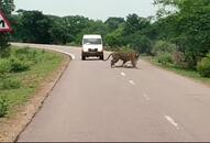 lioness gave birth to three cubs