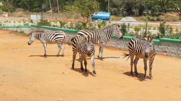 Bannerghatta Biological Park loses Israel imported Zebra due to gastrointestinal tract infection