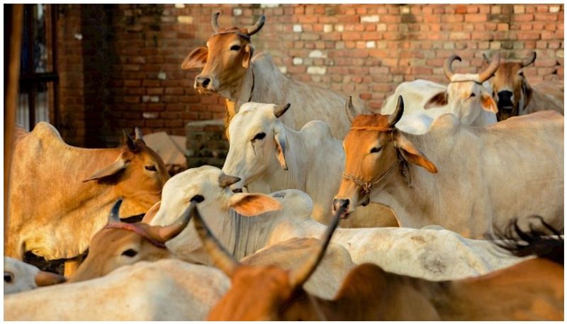 Indian Hindus and Muslims started a 'cow protection movement' against the British RMA