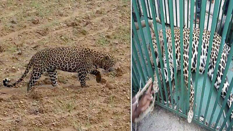 The leopard entered the town..! Forest Officers caught with cage video..