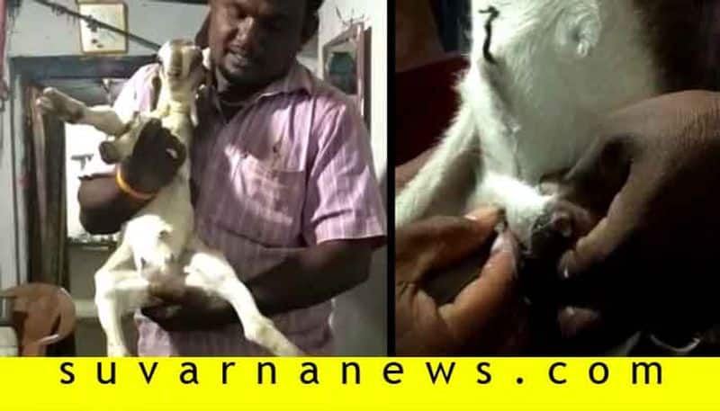 Weird But True New Born Lamb Gives Milk in Bagalkot