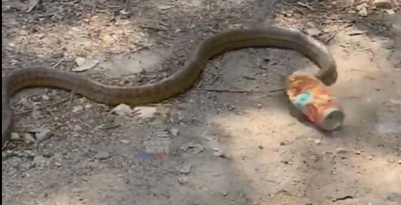 Passer by saves snake trapped in empty tin sigh