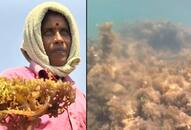 Tamil Nadu: Pollutants in water put coral reef, seaweed at stake