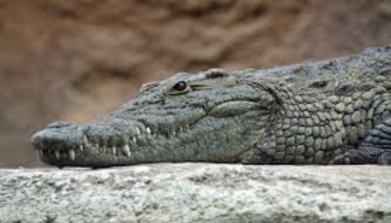 Scientists documents first virgin birth in crocodile for Coquita in Costa Rican zoo called Parque Reptilandia etj