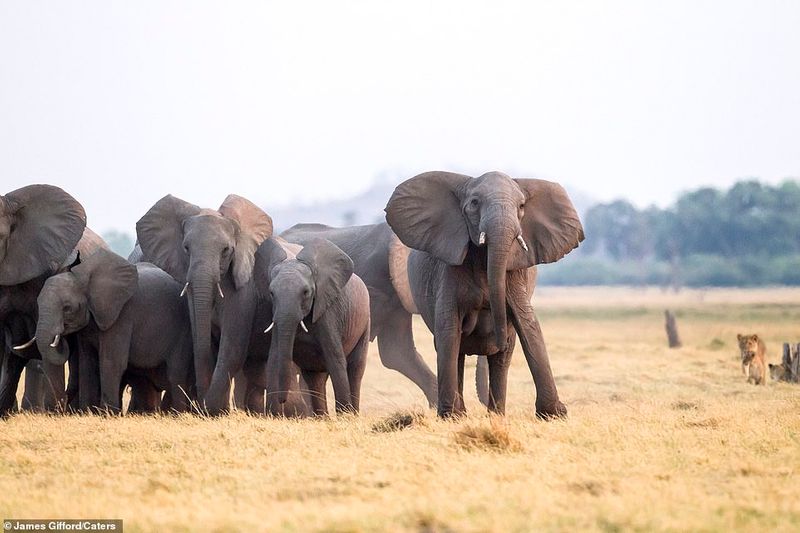 Wild Elephants attack to fields in Chikkamagaluru