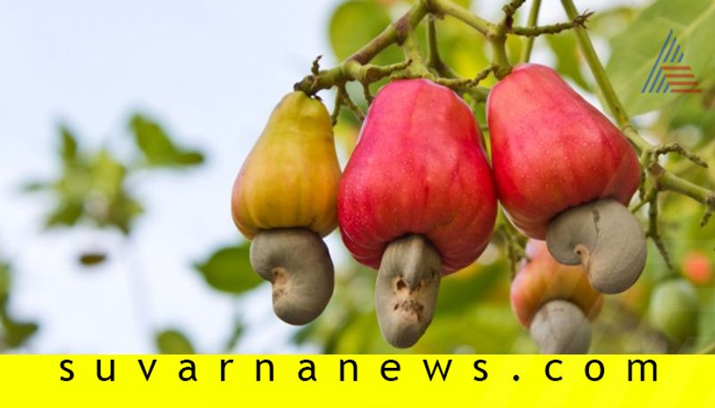 10 Health benefits of cashew fruit