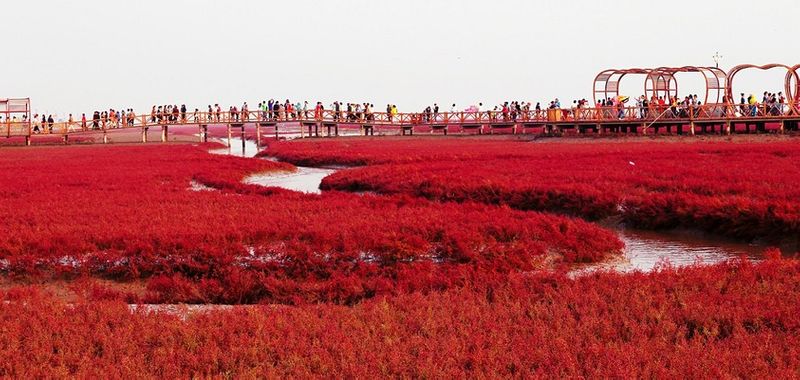 Incredible Red Sea Beach in Panjin China