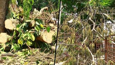 Battered Bengaluru still in bad shape: BBMP yet to clear uprooted trees from streets completely