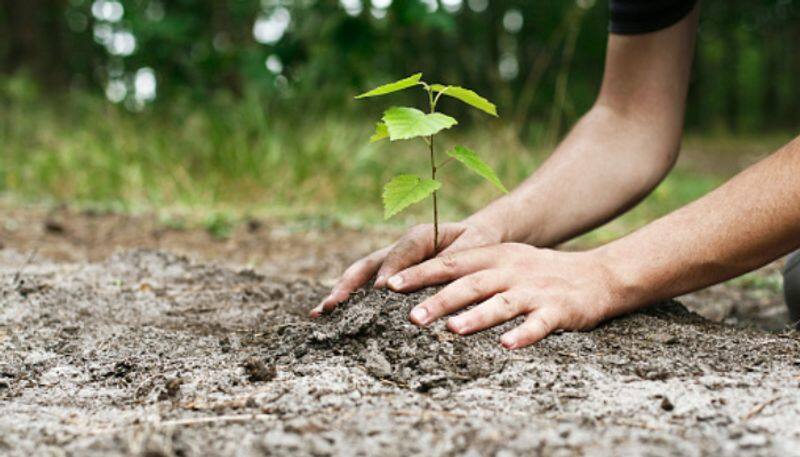 UN warns tree planting may backfire as climate fix, says wildfire risks could make it worse