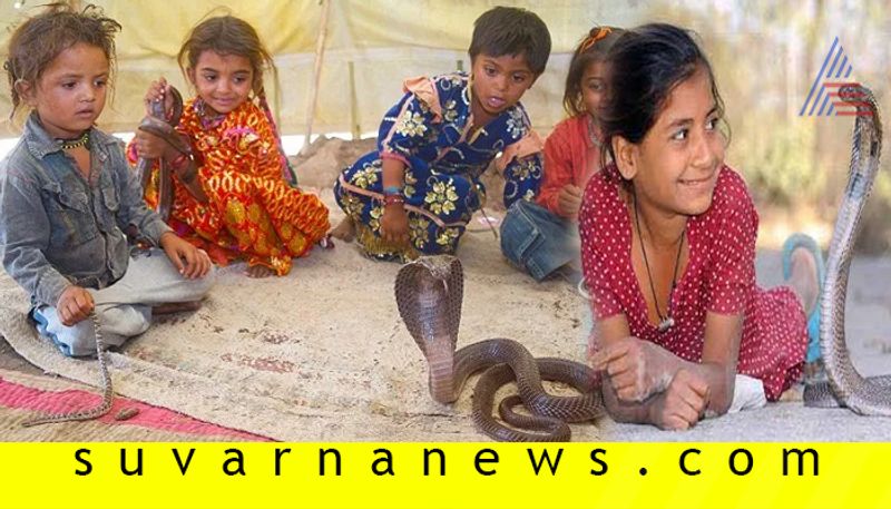 people live with snakes in Remote village of Shetpal in Maharashtra