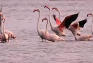 Sri Lanka Flamingos fly from Iran Russia feed shallow water