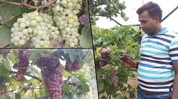 Chhattisgarh: Mainpat to grow temperate fruits, make nationwide presence