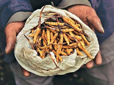 आखिर क्या है ये हिमालयन वियाग्रा, जिसके लिए चली गई 8 लोगों की जान