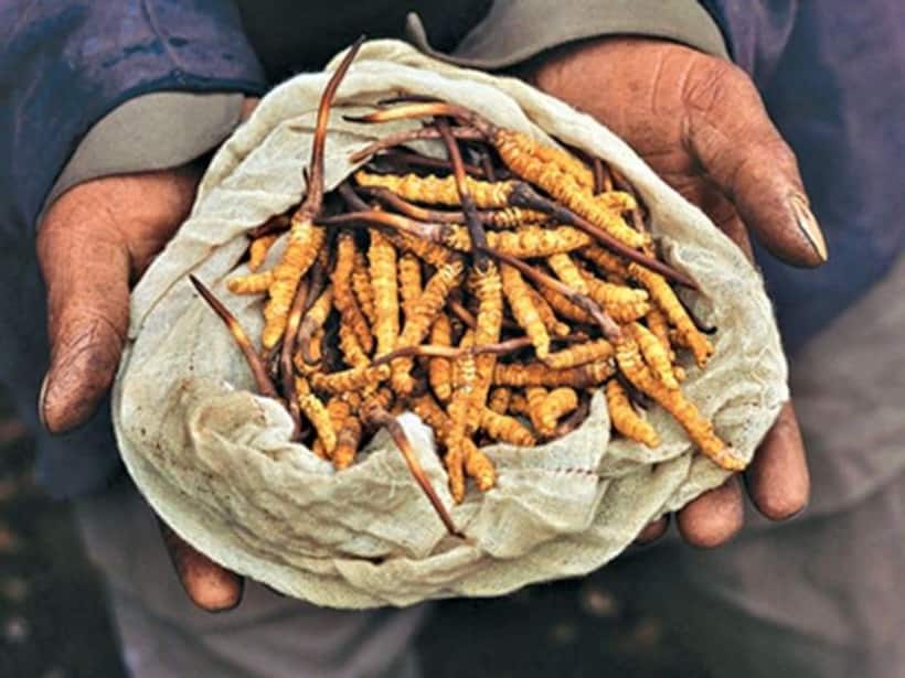 आखिर क्या है ये हिमालयन वियाग्रा, जिसके लिए चली गई 8 लोगों की जान