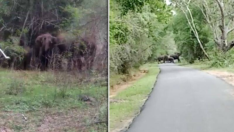 Elephant on Roadside..! video..