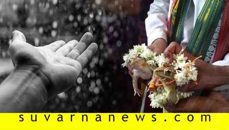 Wedding for frogs for rains in Udupi