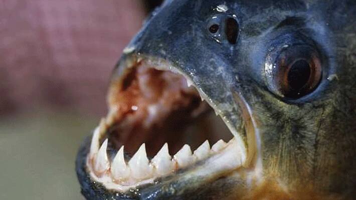 Kim Jong-un throws general into piranha-filled fish