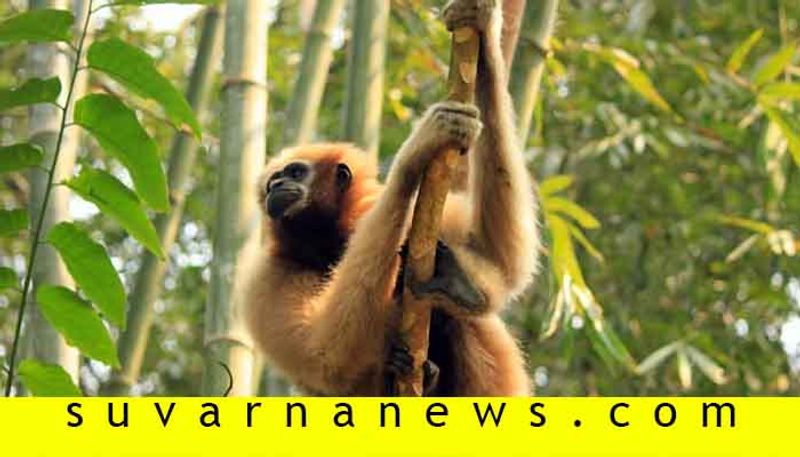 villagers help endangered  gibbon swing from tree to tree in Arunachal Pradesh