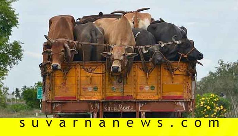 Dakshina Kannada Muslim Oppose Illegal Cow Transportation