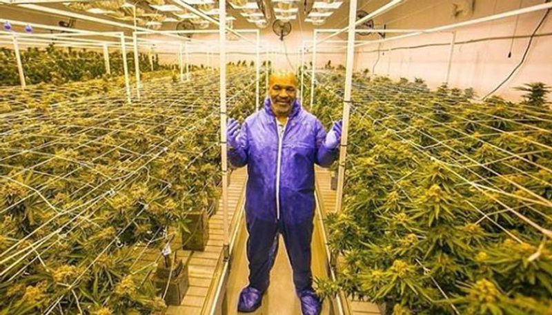 Mike tyson spend 28 lakh rs for weed every month